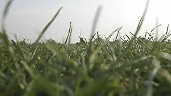 On Grass 2007